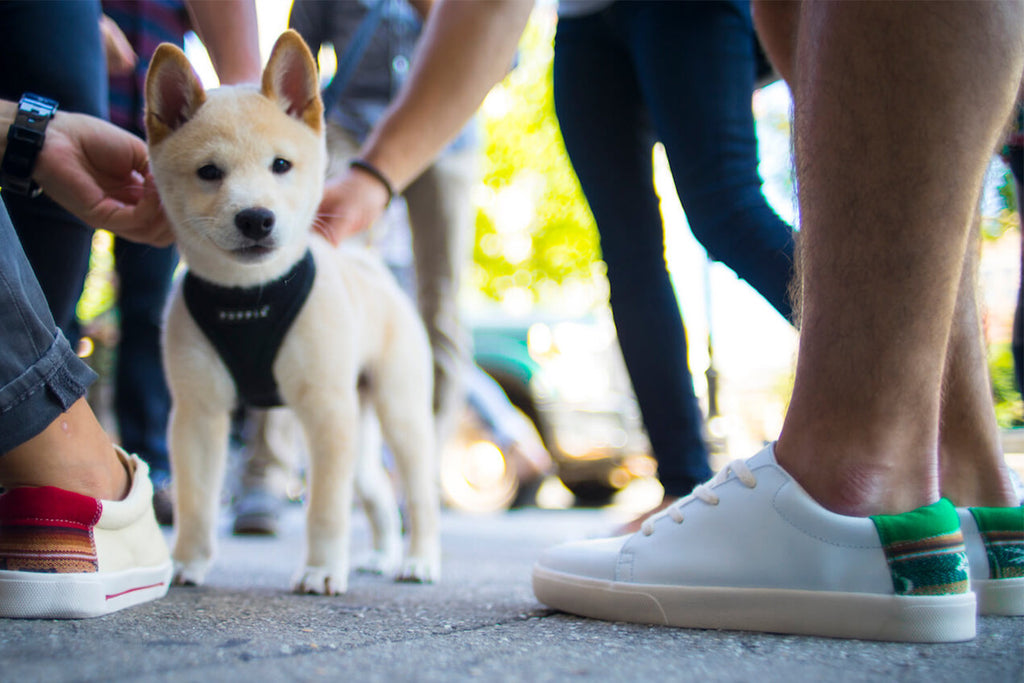 El PrimeroQ (Leather)